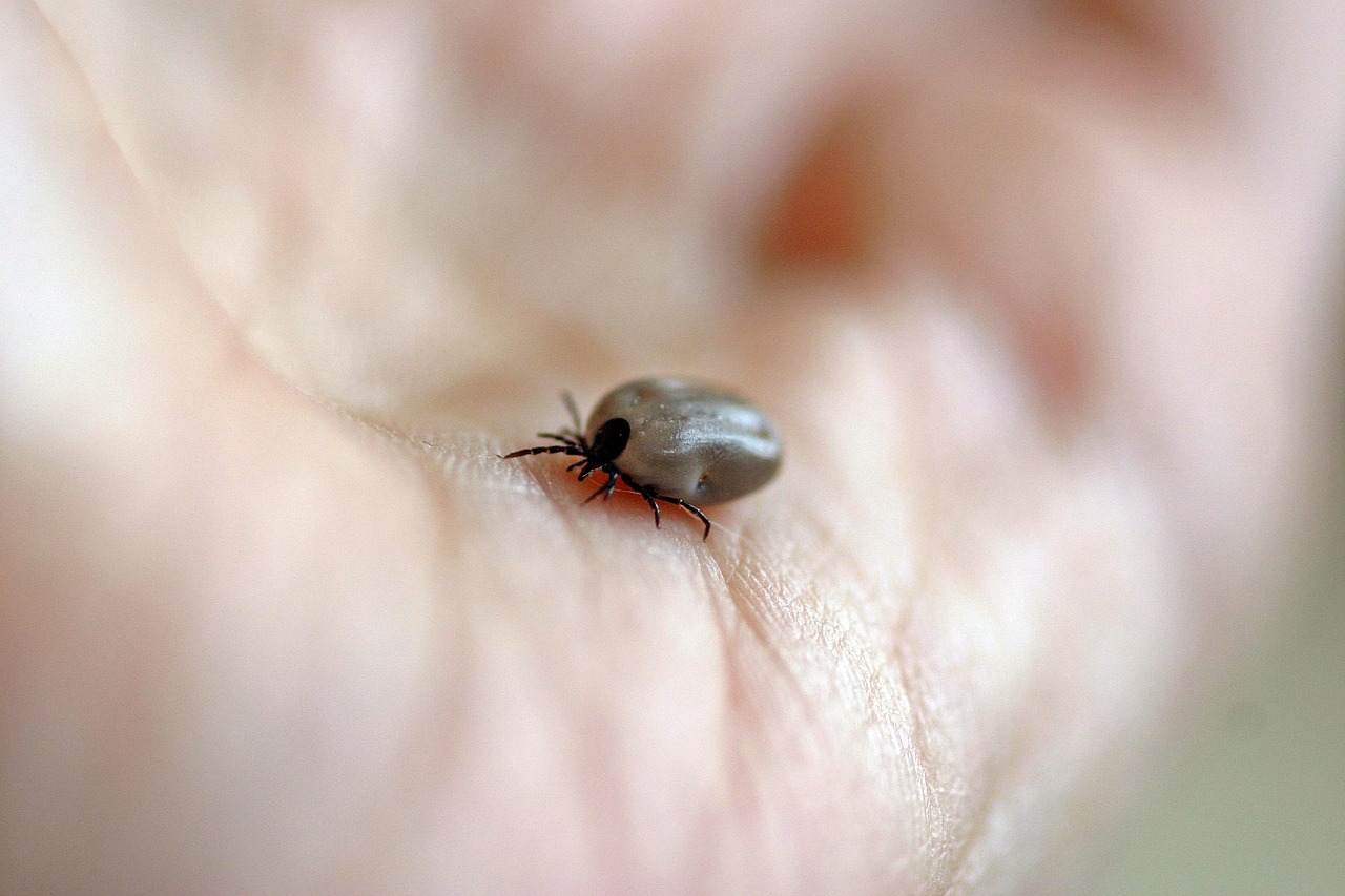 Picaduras de ácaros: guía para identificarlas y tratarlas