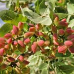 Árbol del pistacho: todo sobre el pistachero