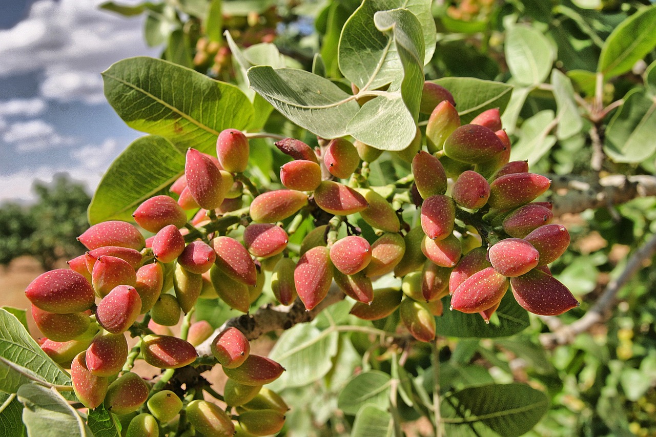 Árbol del pistacho: todo sobre el pistachero